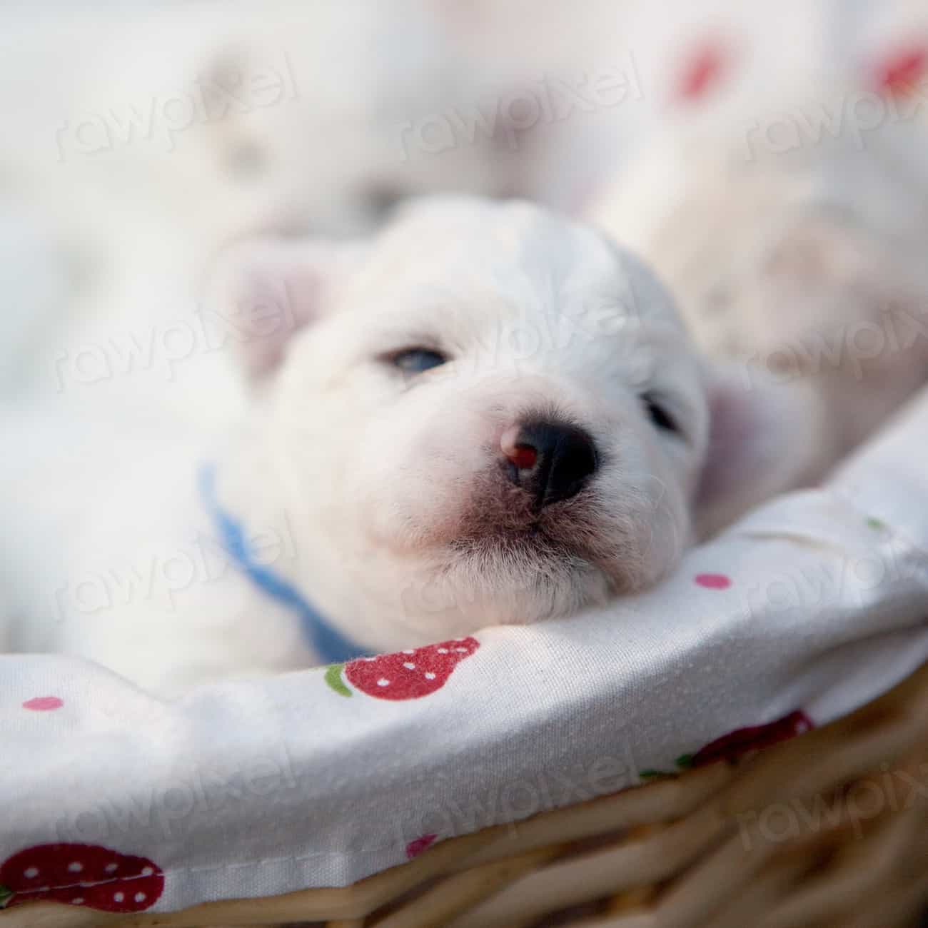 White puppy sleeping