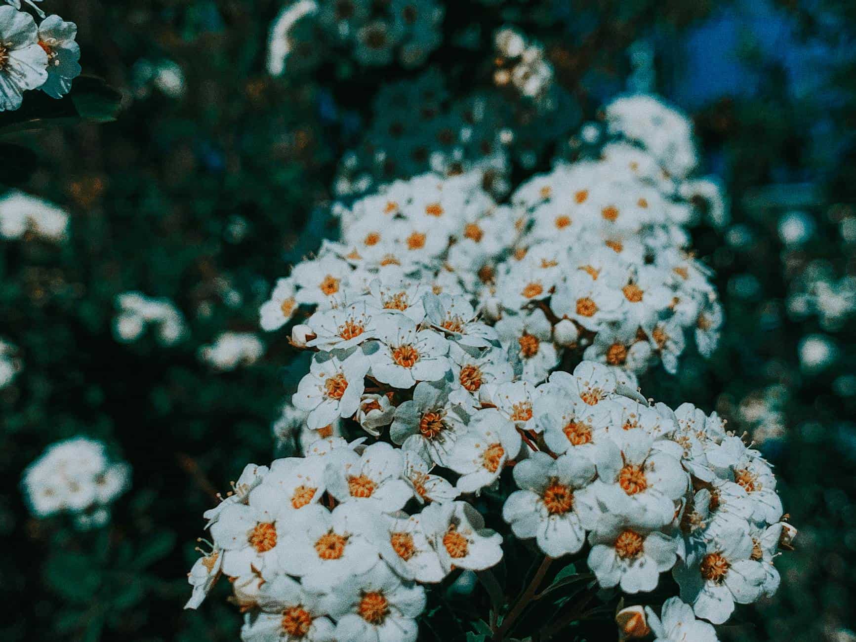 Top Uses Of Yarrow In Herbal Medicine – A How-To Guide