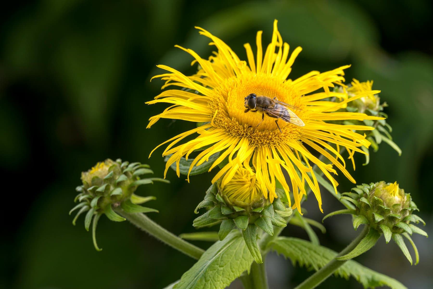 Did You Know Elecampane Can Soothe Respiratory Ailments? Learn How To Use It