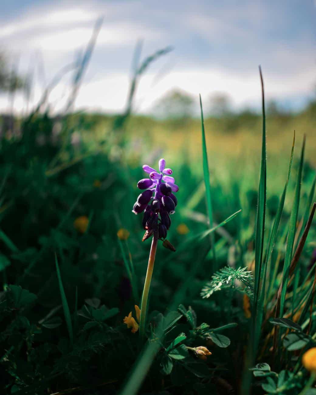 purple flower on green grass