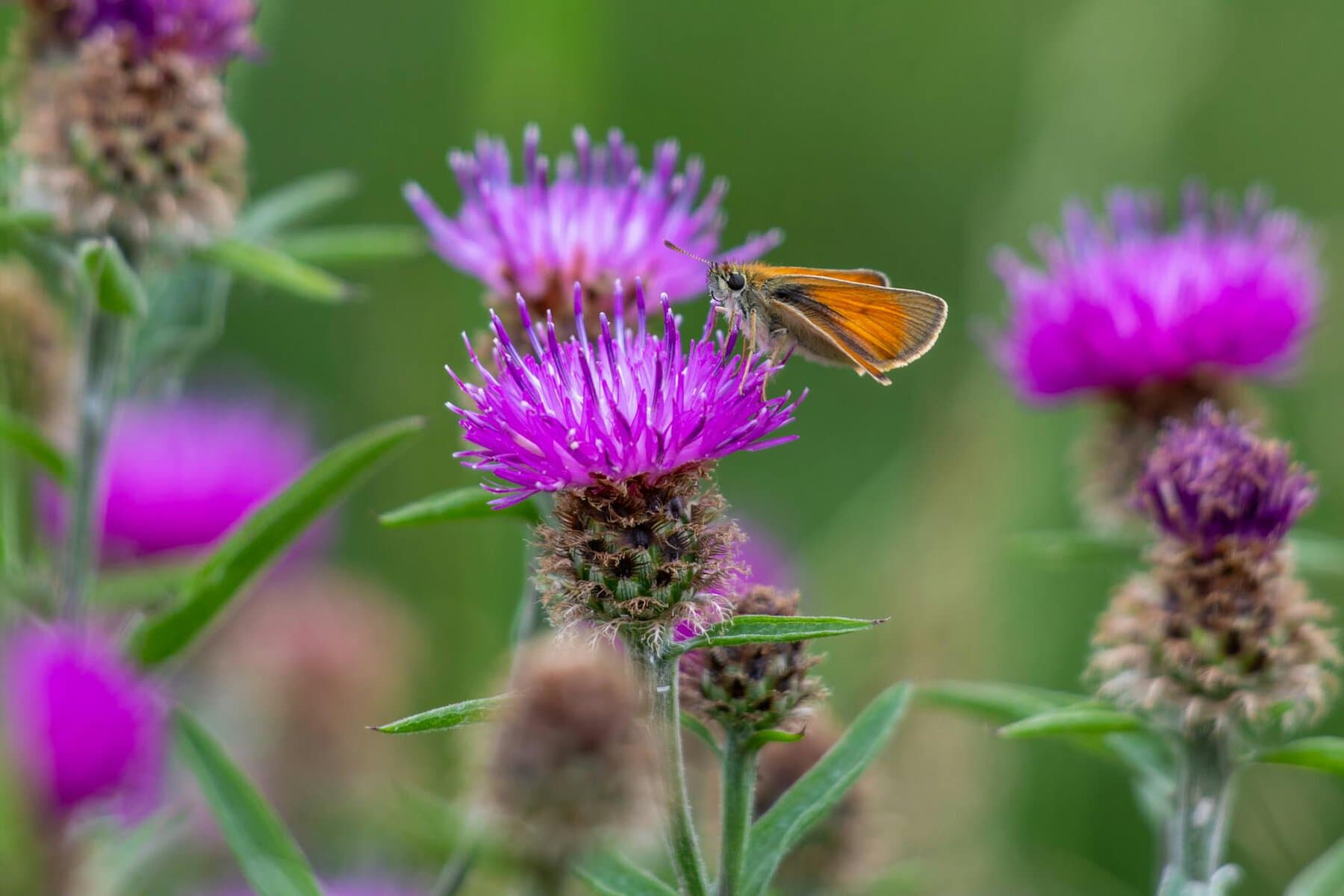How Milk Thistle Can Improve Your Health