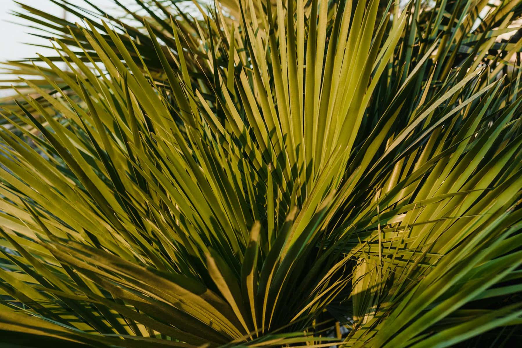 long leaves of a saw palmetto tree