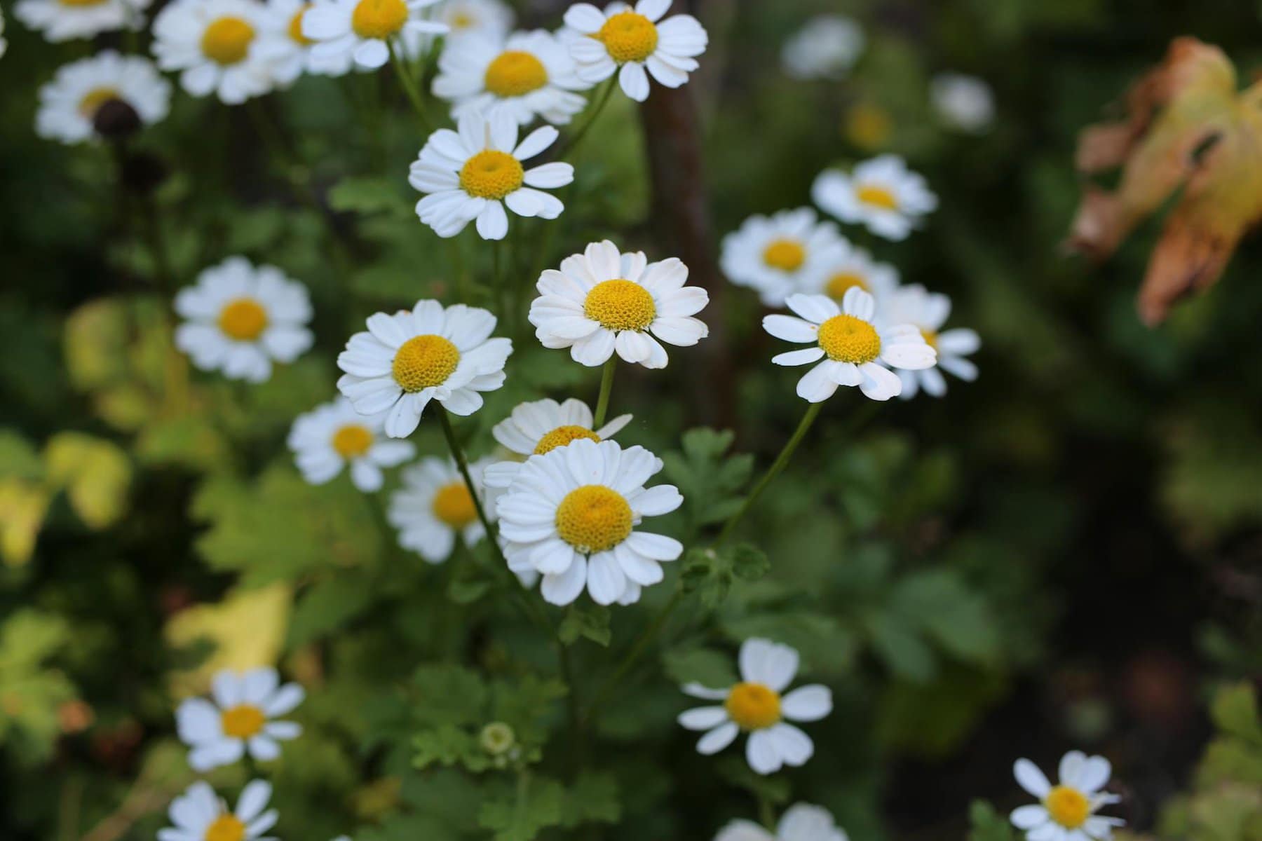 How Can Feverfew Potential Anti-cancer Properties Be Harnessed For Optimal Health?